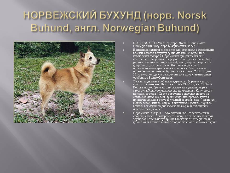 Белая швейцарская овчарка - характеристики, стандарты, уход