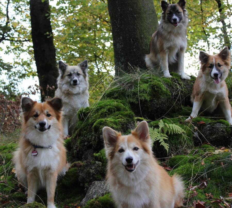 Исландская собака: подробное описание породы с фото и видео