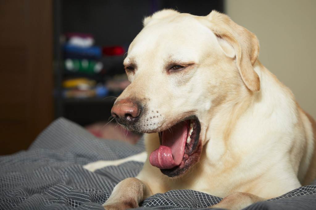 6 причин, почему собака часто дышит - что делать