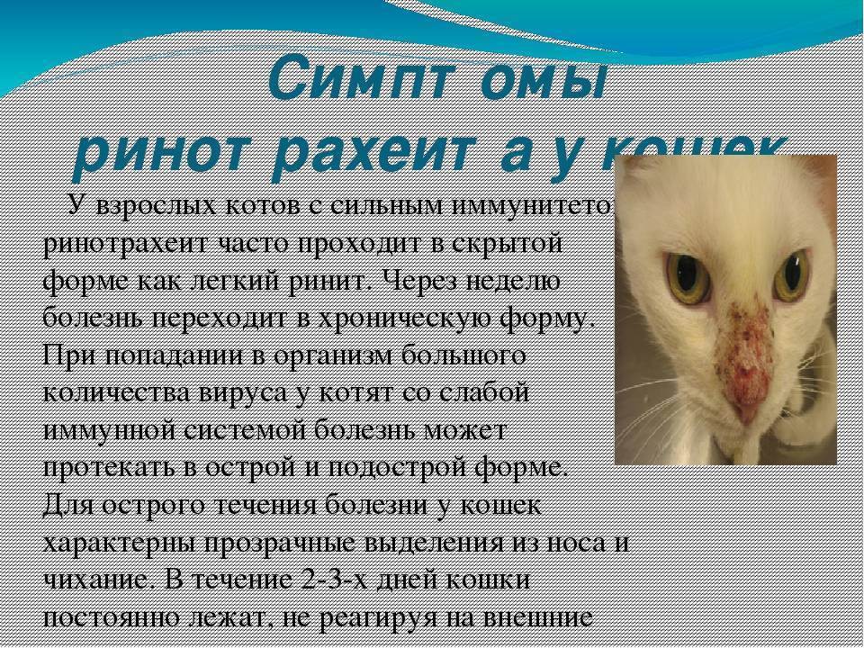 Инфекционный ринотрахеит у кошек, симптомы, лечение в беларуси