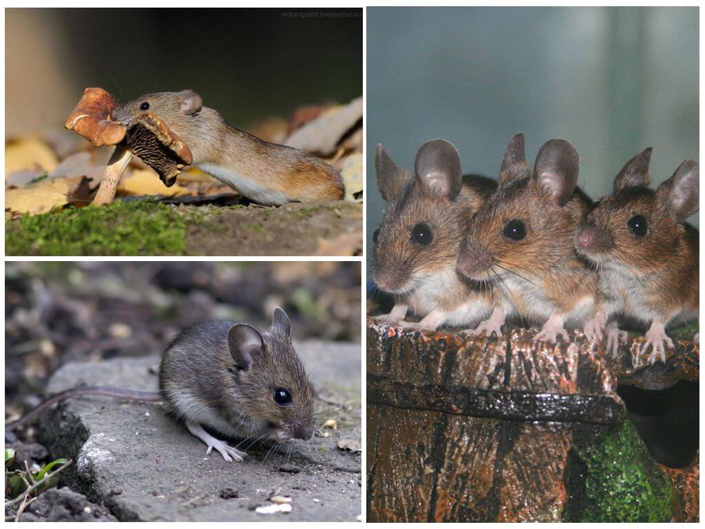 Сколько лет живут декоративные домашние мыши, как выглядят и что едят
