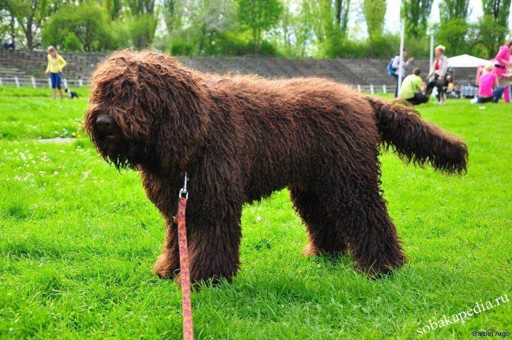 Барбет собака, или французский спаниель: особенности породы с фото, рекомендации по выбору щенка