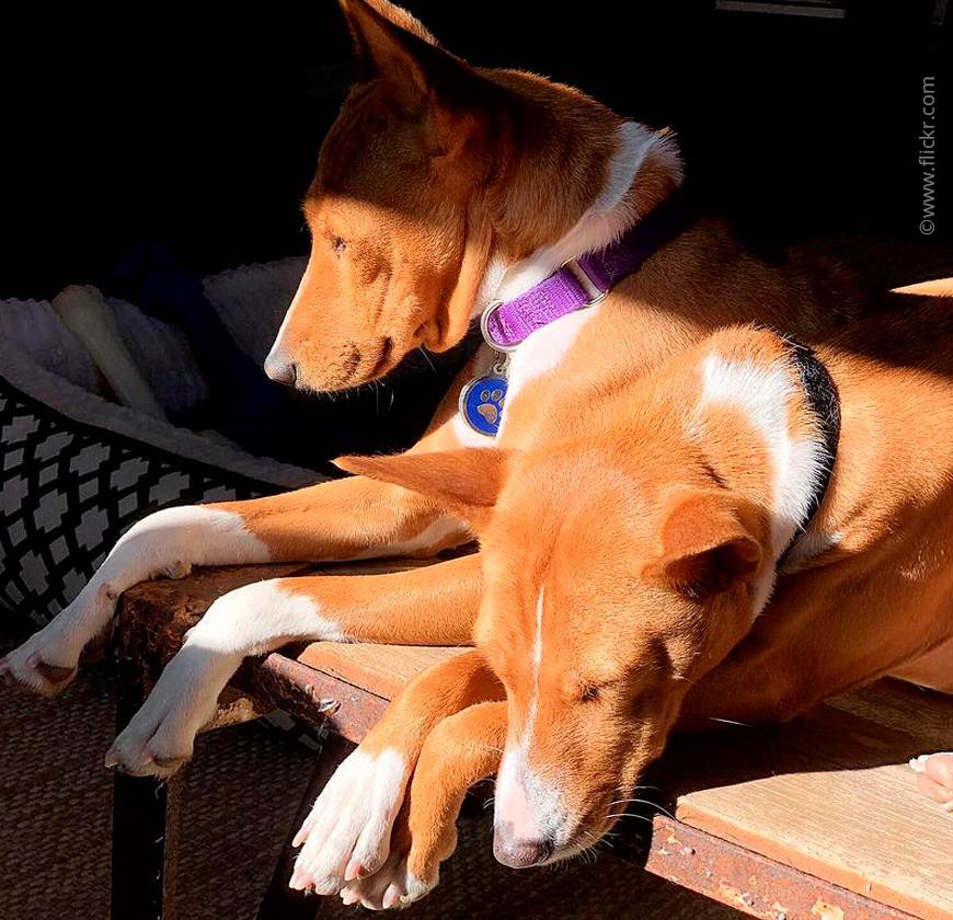 28 пород собак, которые не линяют и не пахнут: фото с названиями
