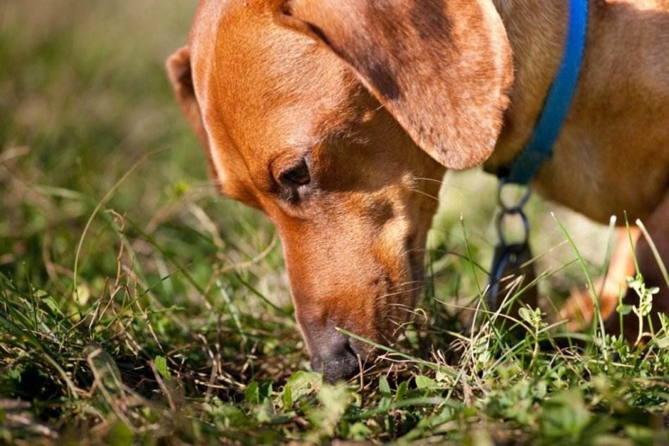 Почему собака ест траву и когда начинать беспокоиться