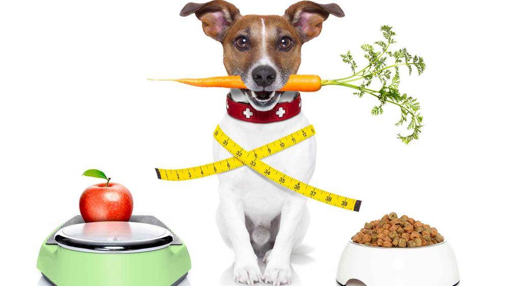 Диеты для собак при ожирении: виды диет, продукты, корма