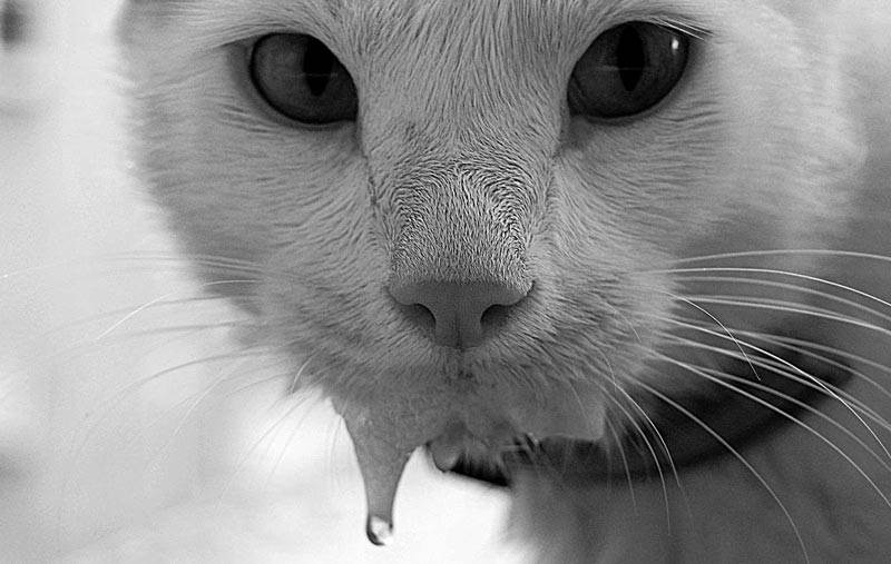 5 причин почему у котенка текут слюни изо рта