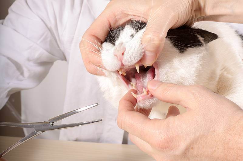Стоматит у кошек: симптомы, лечение в домашних условиях, виды, гангренозный, аутоиммунный, уремический, каудальный, язвенный