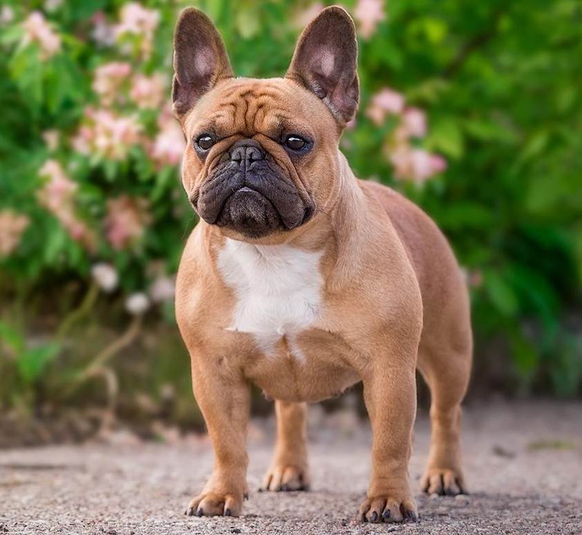 Французский бульдог — описание породы собаки от а до я