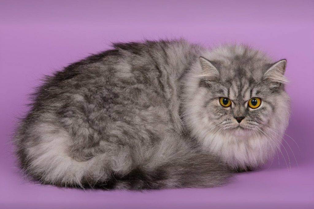 Британская длинношерстная кошка: описание породы, окрасы, характер, стоимость  - mimer.ru