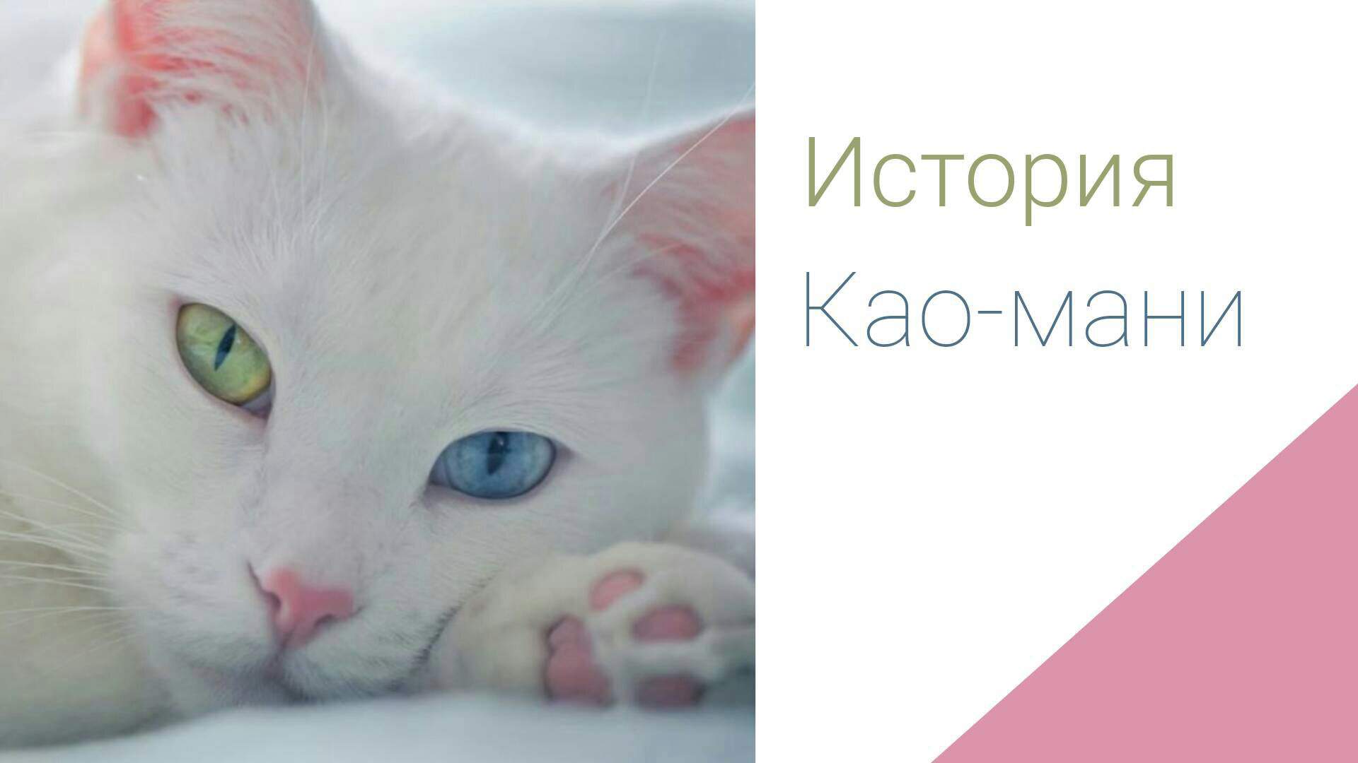 Кошки као-мани: описание породы, характер, особенности ухода, история