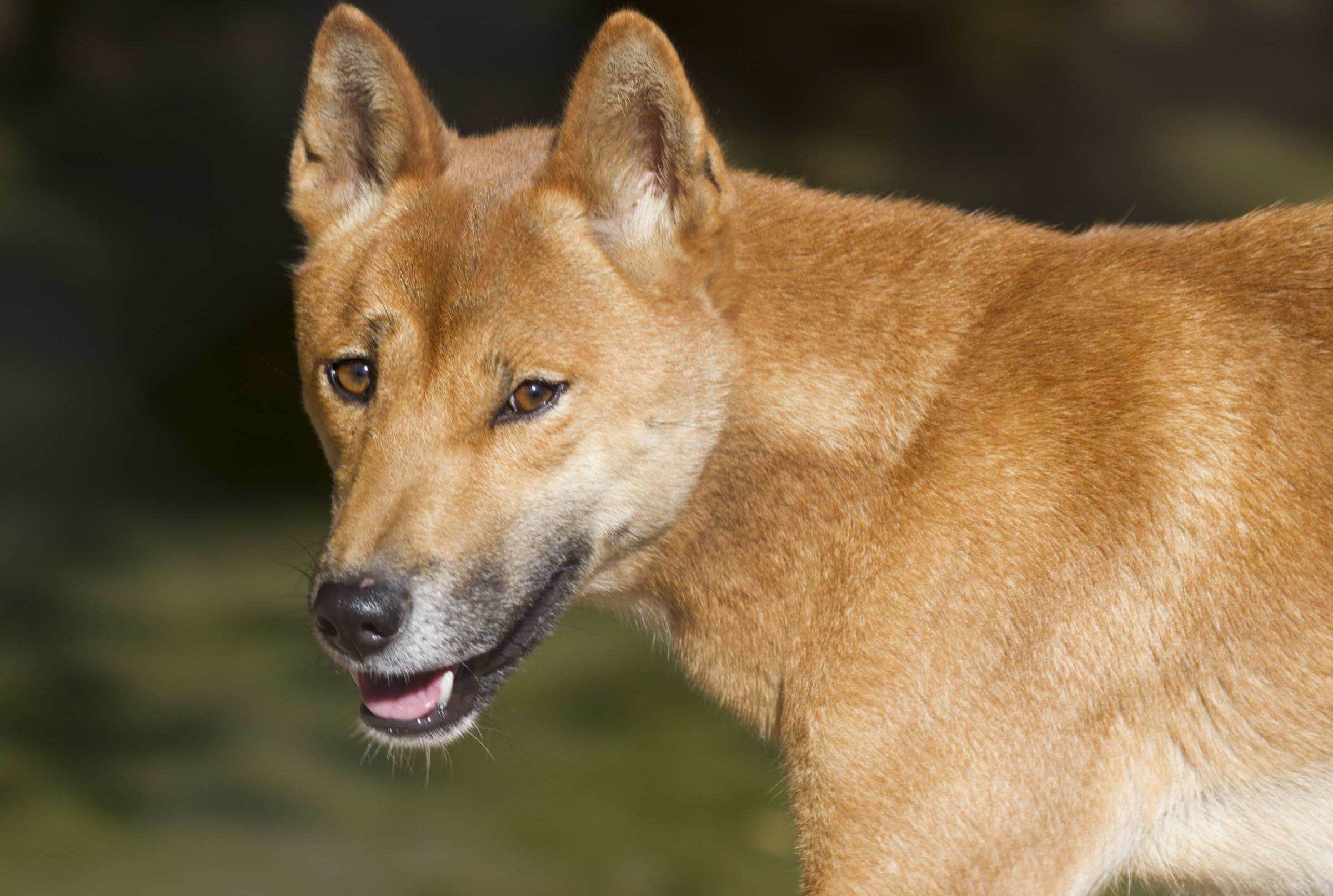Новогвинейская поющая собака: содержание и уход