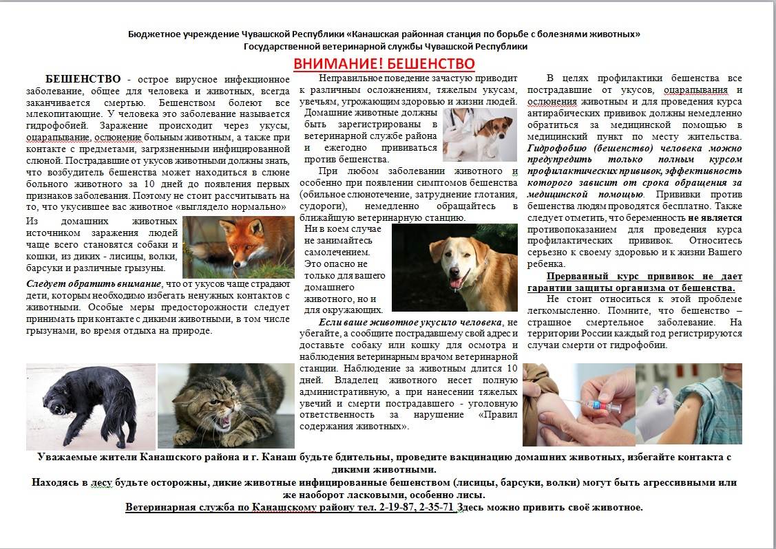 Болезнь кошачьей царапины (фелиноз): рекомендации, симптомы и лечение
