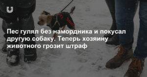 Закон о выгуле собак в 2022 году: правила в россии, штрафы в неположенных местах
