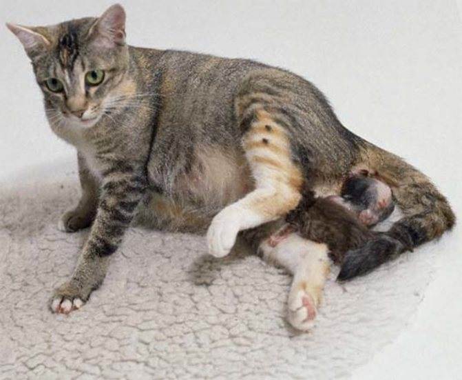 Беременности кошки