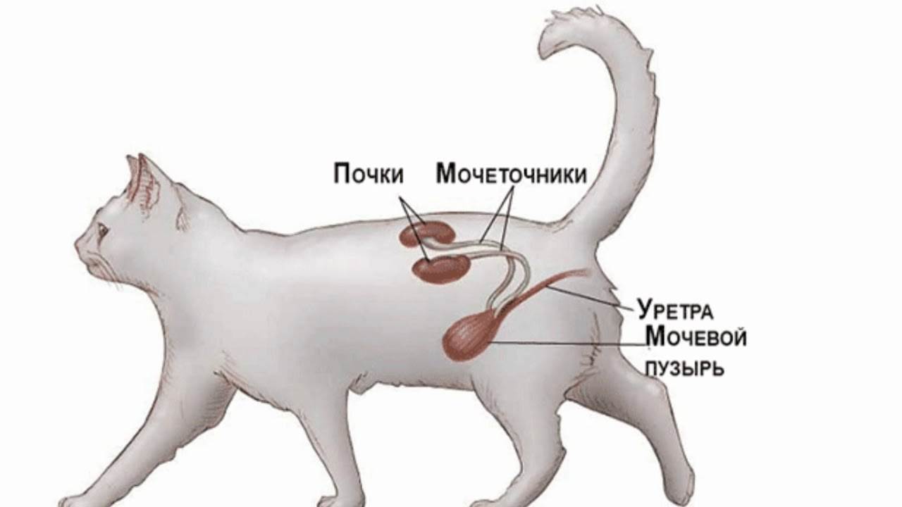 Почечная недостаточность у кошек, пиелонефрит и гломерулонефрит: болезни почек у котов