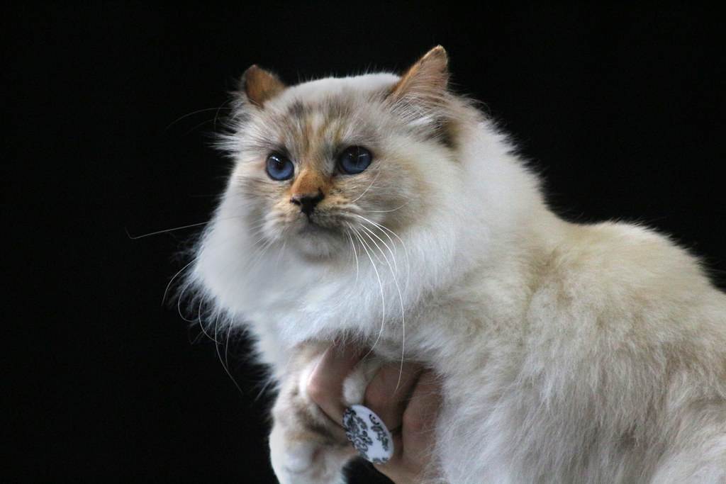 Бирманская кошка: описание, история, характер, здоровье, содержание и цена