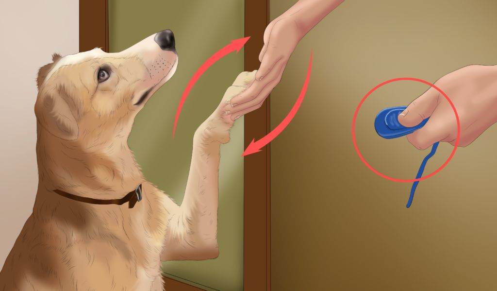 Как научить собаку командам: на курсах и в домашних условиях