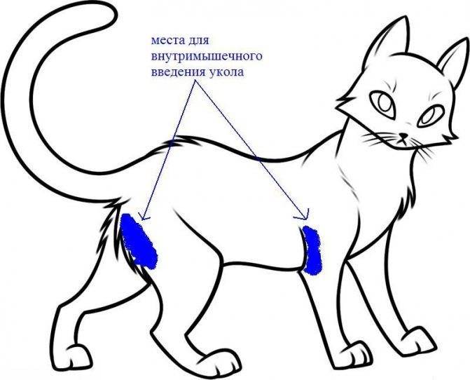 «глобфел-4» для кошек: инструкция по применению, как колоть, аналоги, куда колоть кошке, от чего помогает