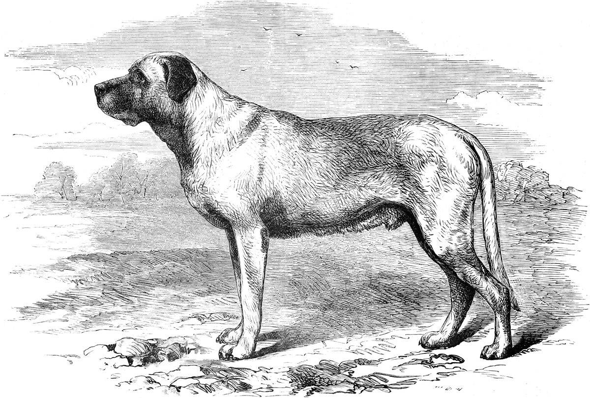 Вымершие породы собак: каких псов больше не существует