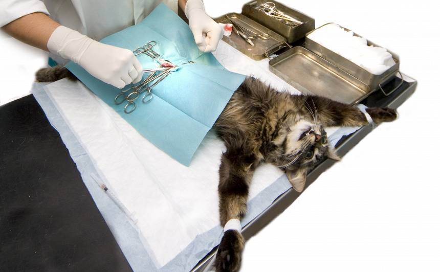 Стерилизация кошек. лапароскопия