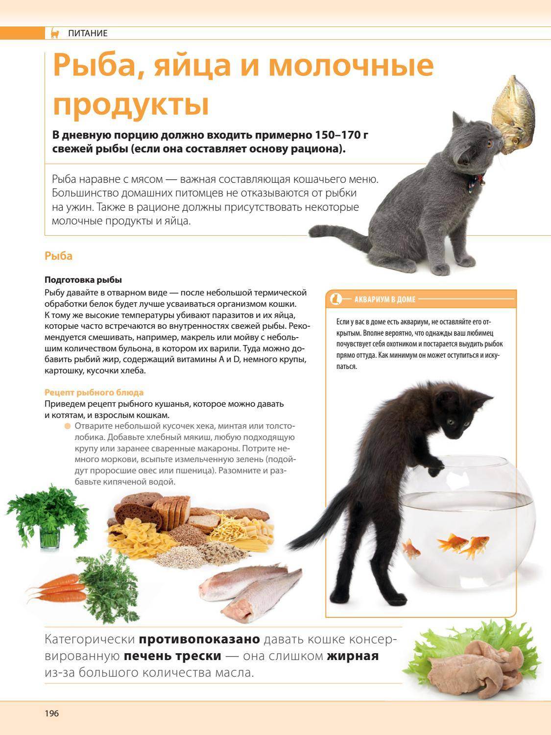 Натуральное питание кошек: нормы, рецепты, отзывы