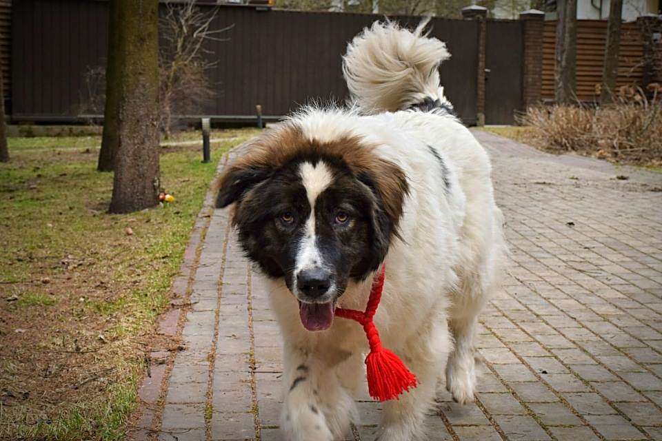 Болгарская овчарка (каракачанская собака)