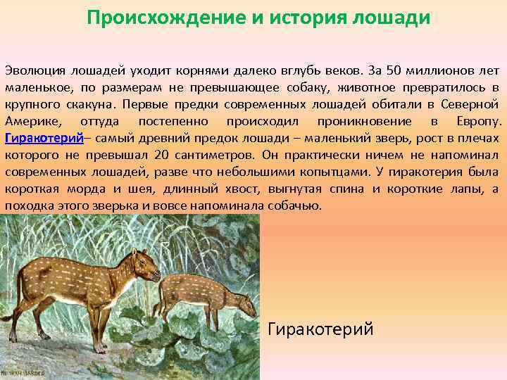 ᐉ откуда и как появились собаки: от кого произошли, история происхождения и гипотезы - kcc-zoo.ru