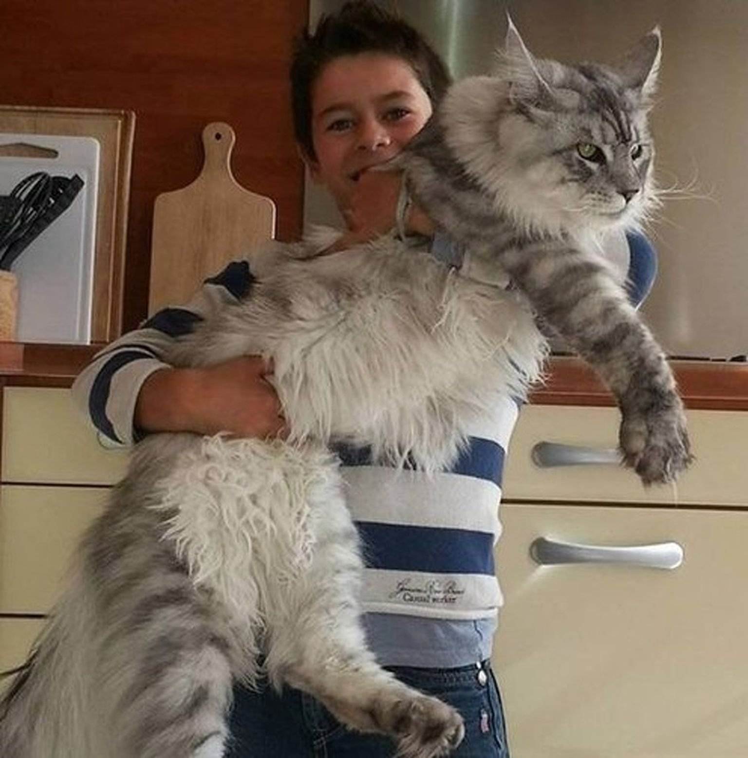 Самый Большой Кот Мейн Кун