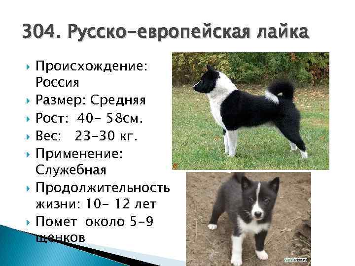 Самоед собака(самоедская лайка) фото, описание породы, цена щенка, отзывы