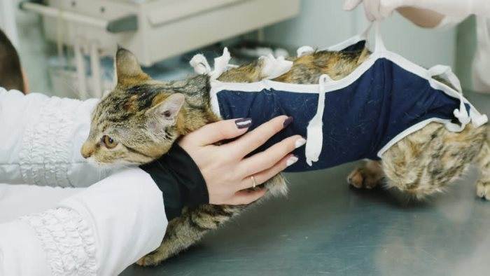 Стерилизованная кошка просит кота: почему после стерилизации питомица орет, что делать?