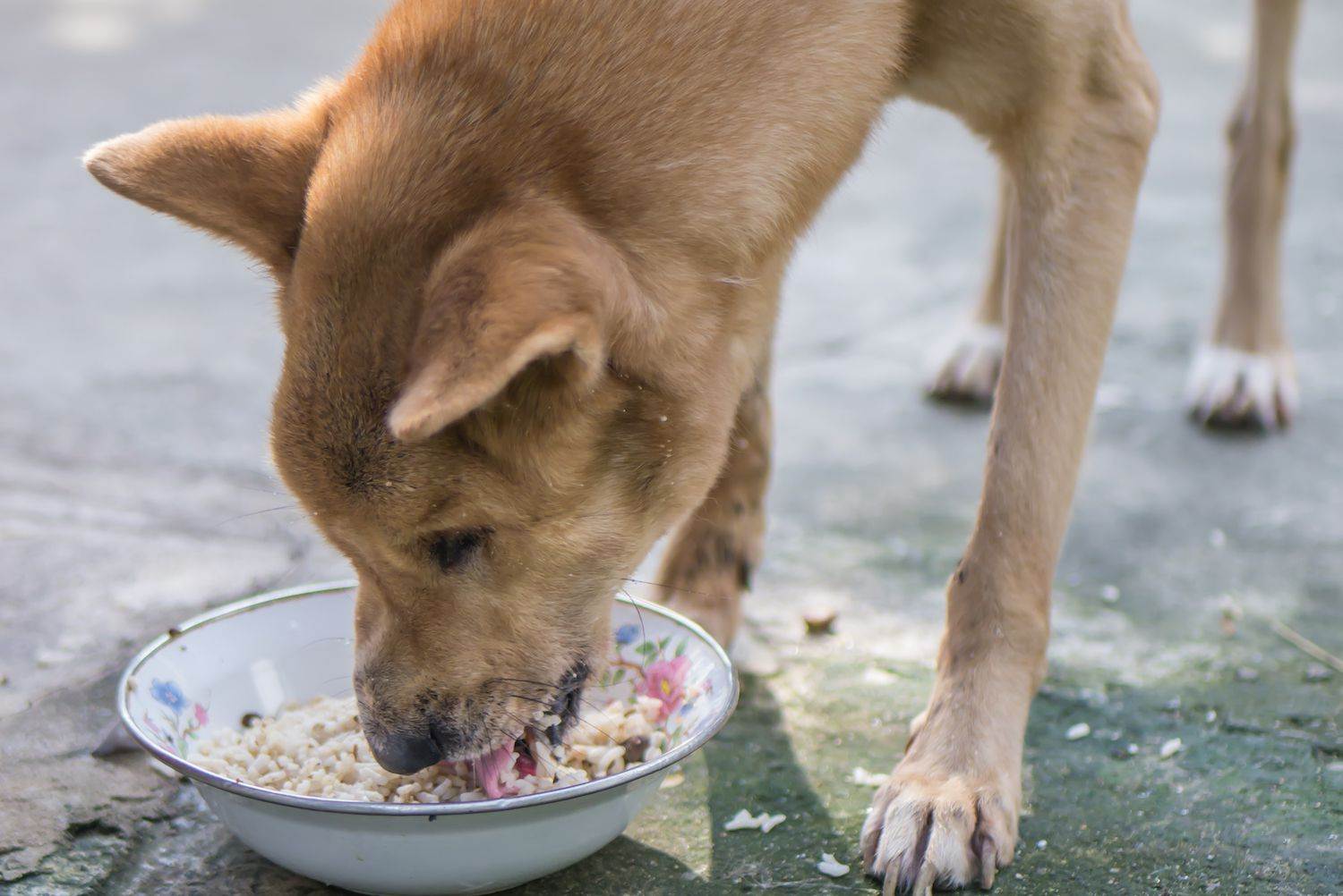 Сколько собака может прожить без еды – можно ли оставлять собаку без еды