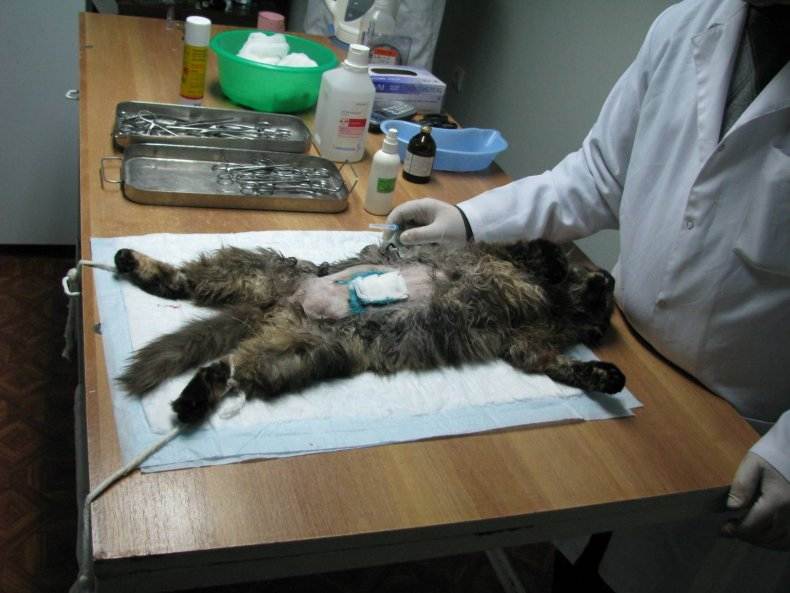 Как ухаживать за кошкой после стерилизации - советы