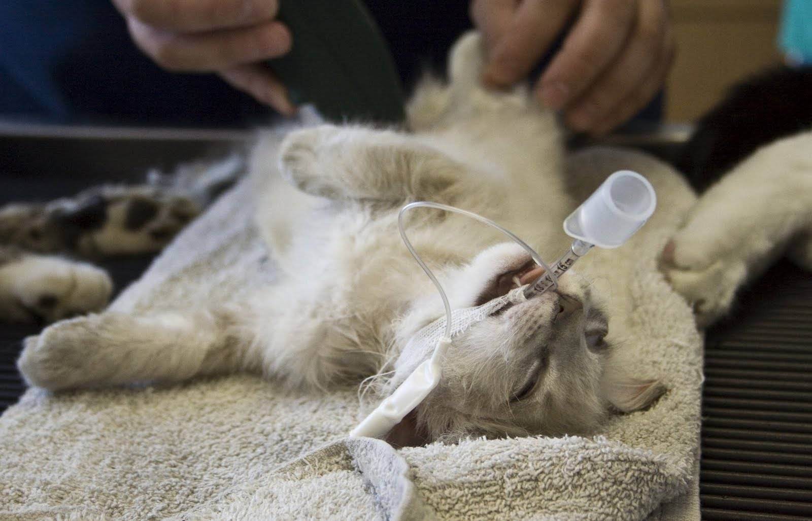 Пиометра у кошки. как лечить? причины, симптомы и методы профилактики болезни