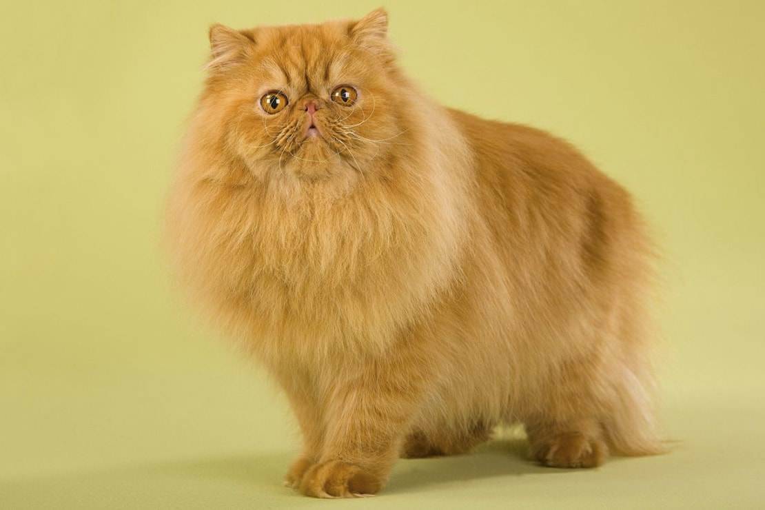 Персидская кошка: фото, описание породы, характер, здоровье, уход и содержание