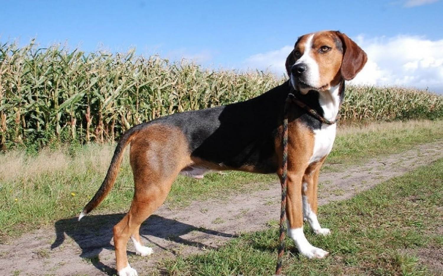 Каталбурун (турецкая гончая): описание породы собак с фото и видео