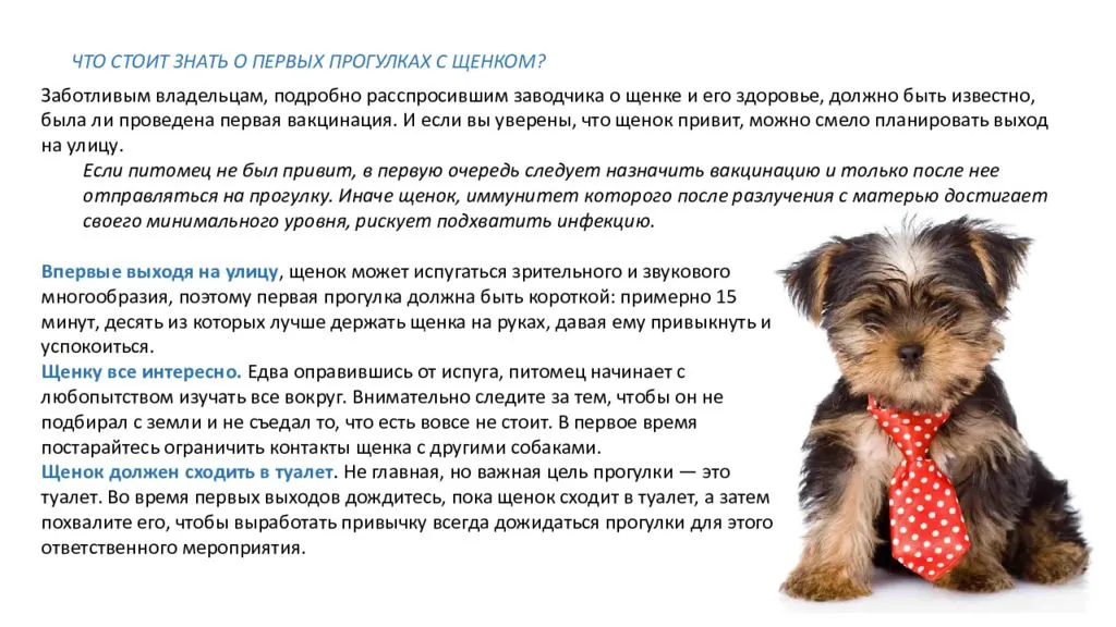 На что обратить внимание при выборе щенка. статьи о собаках и важная информация на сайте кутята.рф