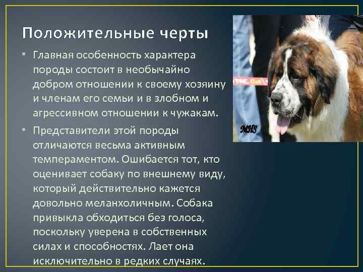 Сенбернар (порода собак)