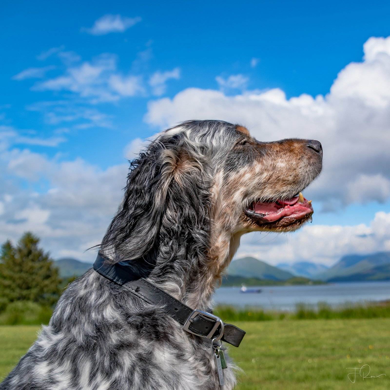 Порода собак английский сеттер: описание и характеристика - окружающий мир вокруг нас