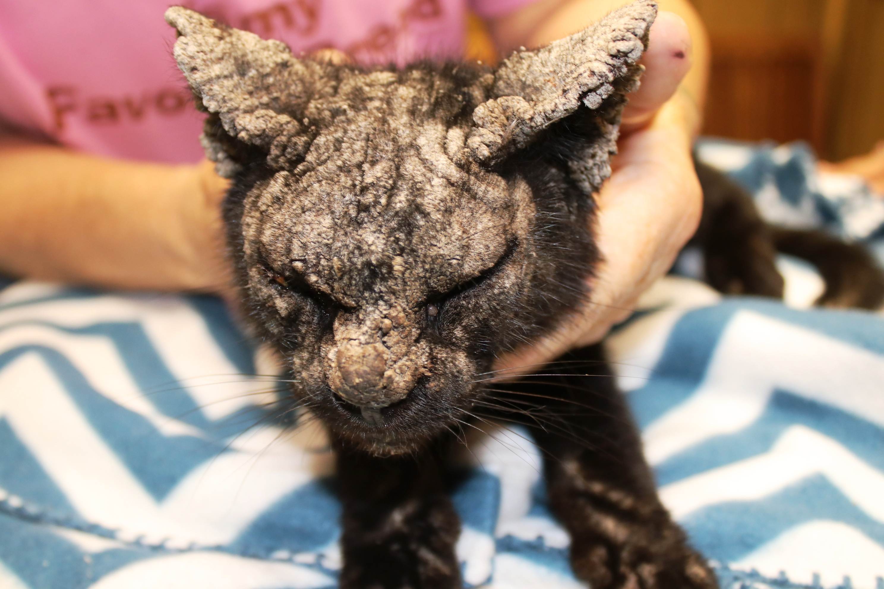 Чесоточный клещ у кошек: фото, симптомы и лечение