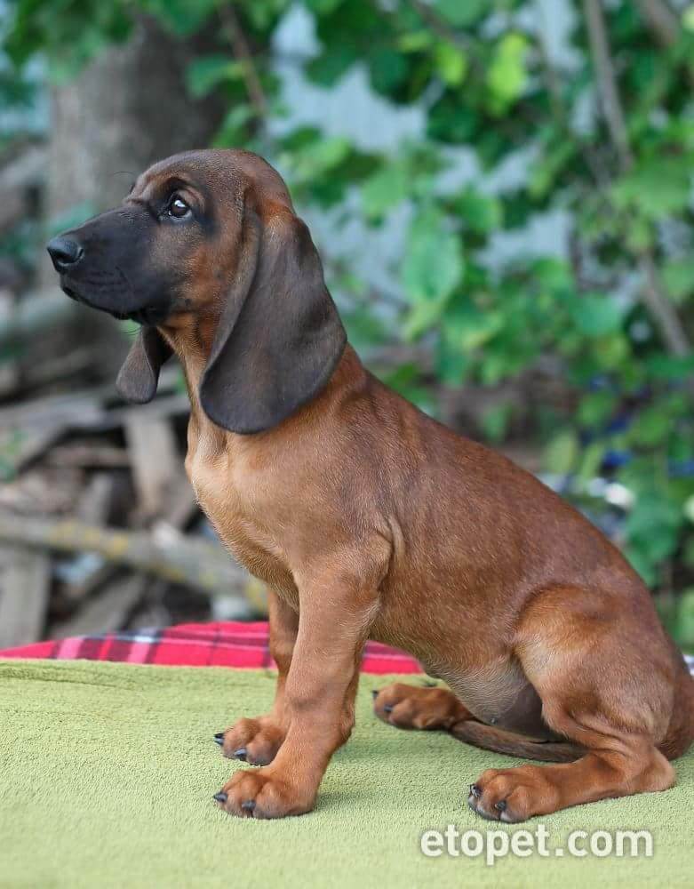 Гончая порода собак с названиями и фотографиями | petguru