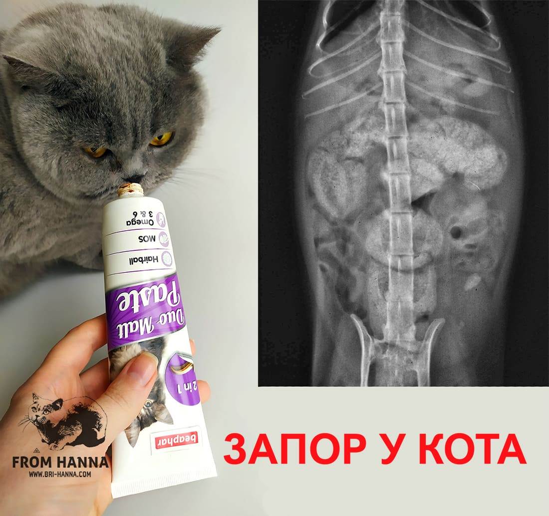 Вазелиновое масло для кошек: как правильно давать