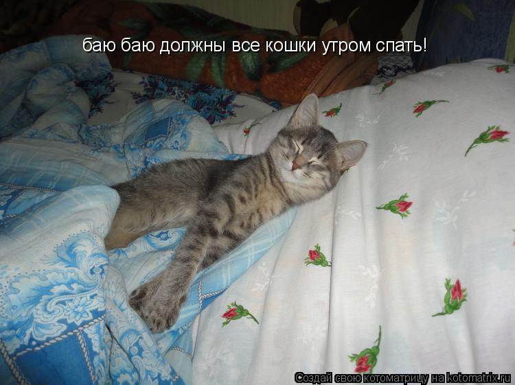 Что делать, если кошка не дает ночью спать
