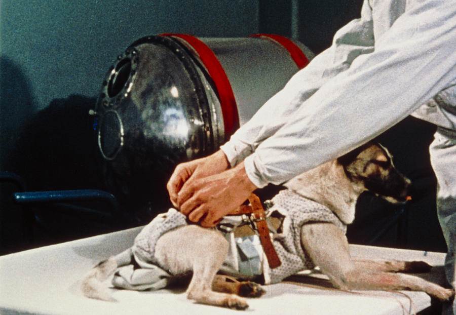 Какая первая собака полетела в космос