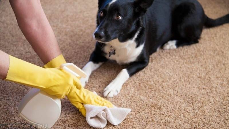 Как избавиться от запаха собачьей мочи в квартире, чем вывести?