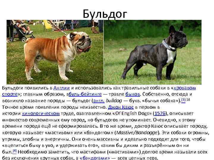 Бойцовские породы собак - названия и фото (каталог)