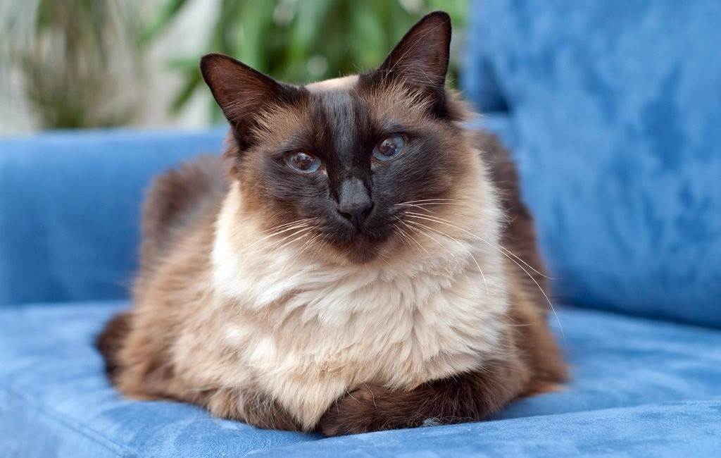 Кошка балинез: особенности и фото балинезийской породы, характер и внешность кота, уход и содержание питомца