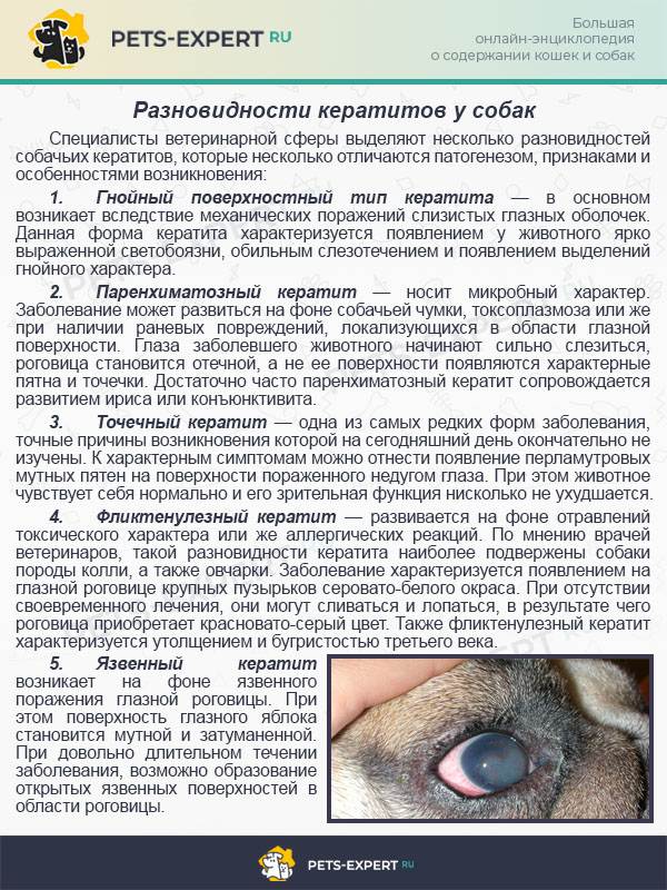 Аденовирусная инфекция у собак: симптомы и лечение опасного заболевания