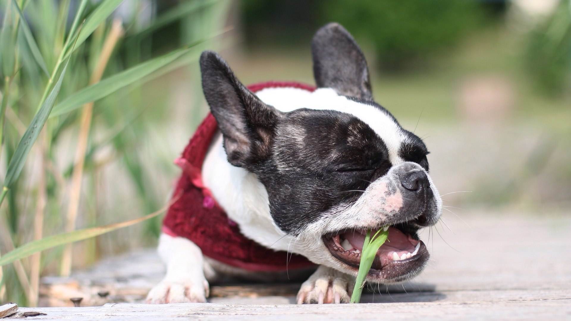 Почему собака ест траву? пырей, осоку