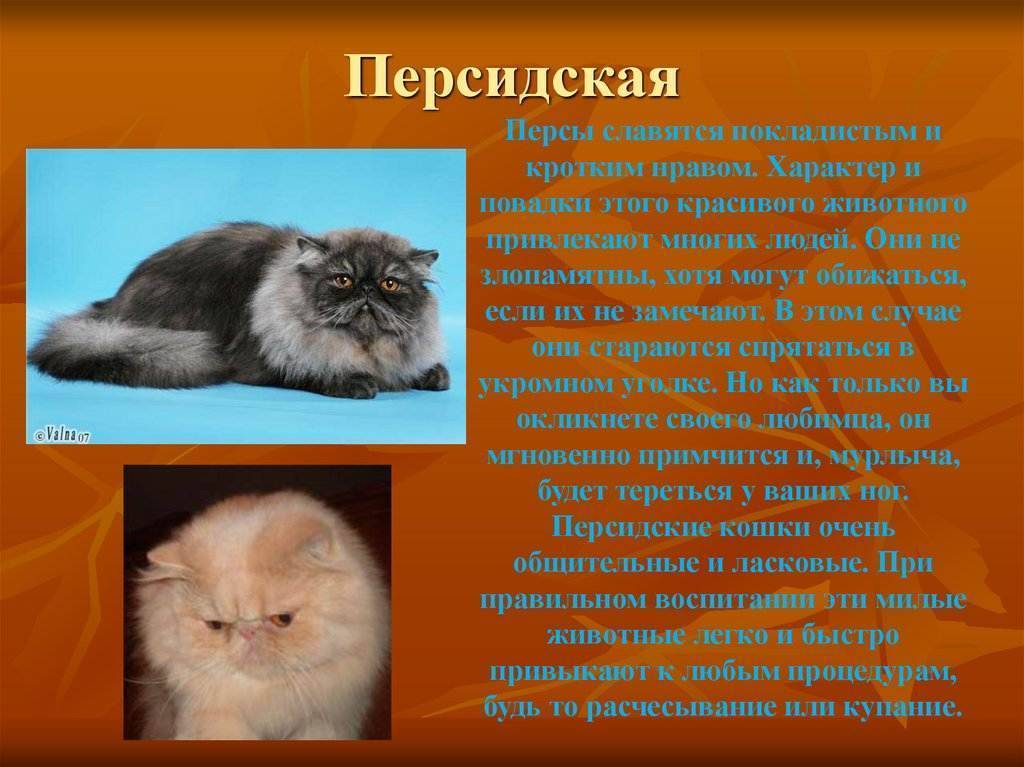 Сколько лет живут персидские кастрированные коты