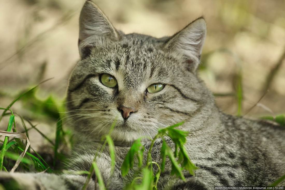 Лесной кот - кошачьи | некоммерческий учебно-познавательный интернет-портал зоогалактика